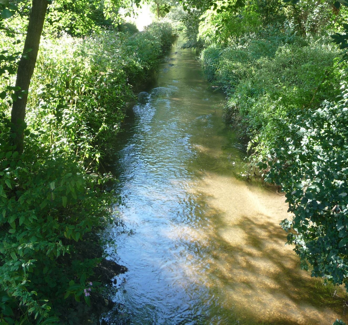 A narrow, clear waterway flanked by dense green foliage.