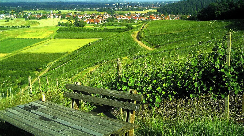 Buchholz Batzenhäusle - Blick nach Sexau