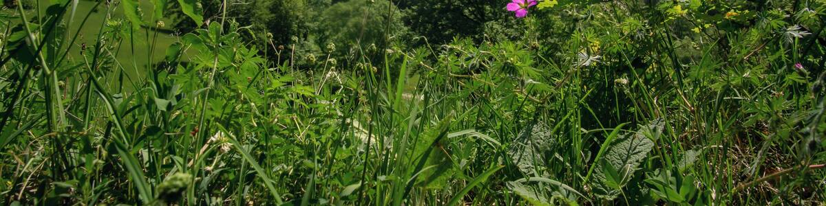 Naturschutzgebiet Irrenberg-Hundsrücken (NSG-Nummer 4.303)