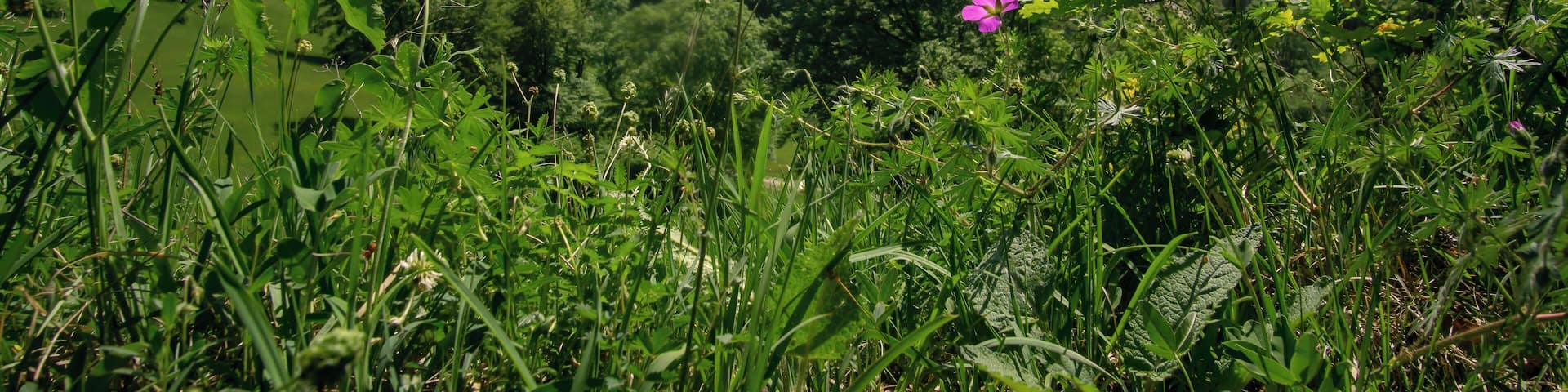 Naturschutzgebiet Irrenberg-Hundsrücken (NSG-Nummer 4.303)