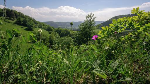 Naturschutzgebiet Irrenberg-Hundsrücken (NSG-Nummer 4.303)