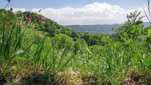 Naturschutzgebiet Irrenberg-Hundsrücken (NSG-Nummer 4.303)