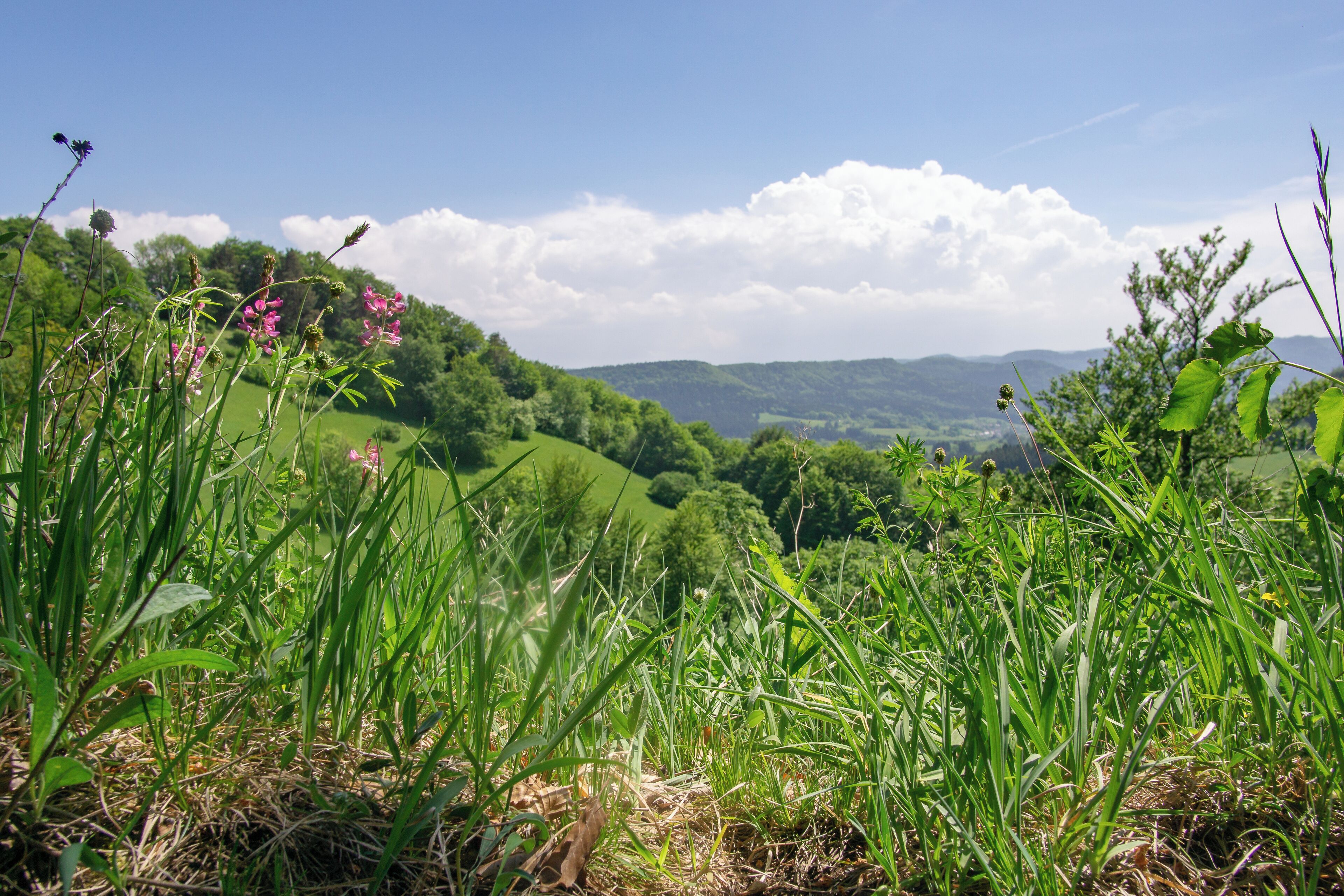 A lush green valley with rolling hills and a clear blue sky.