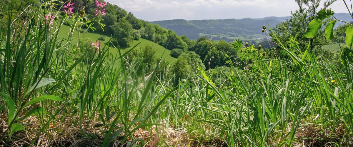A lush green valley with rolling hills and a clear blue sky.