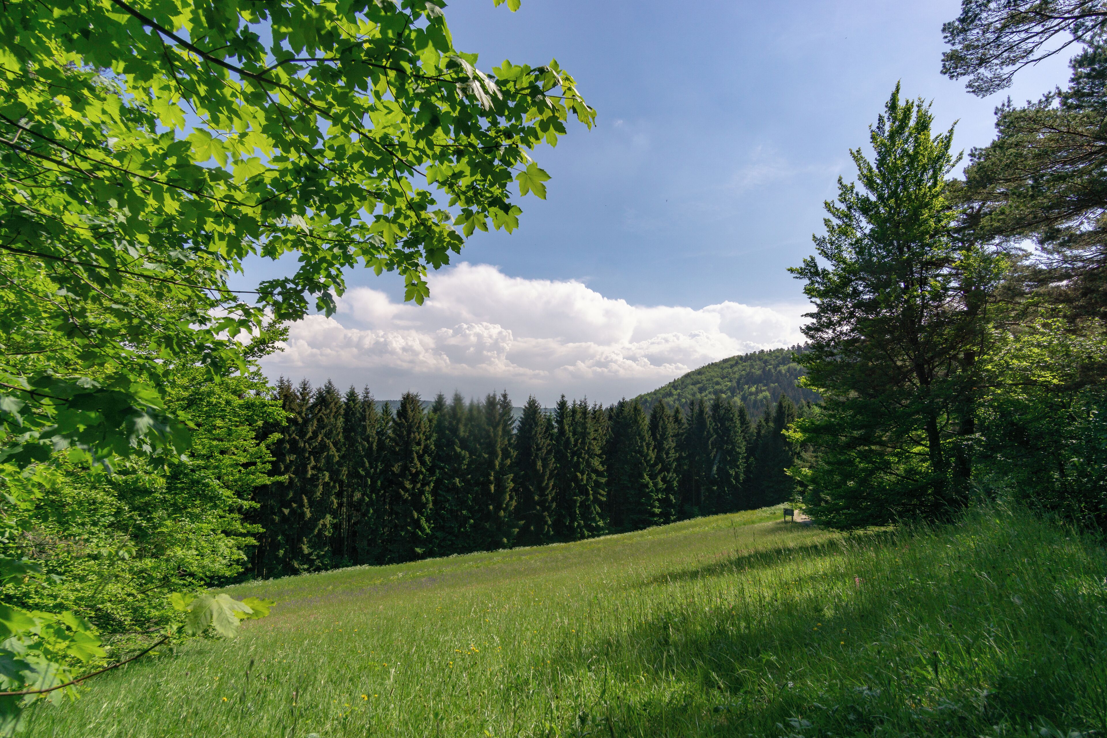 Naturschutzgebiet Irrenberg-Hundsrücken (NSG-Nummer 4.303)