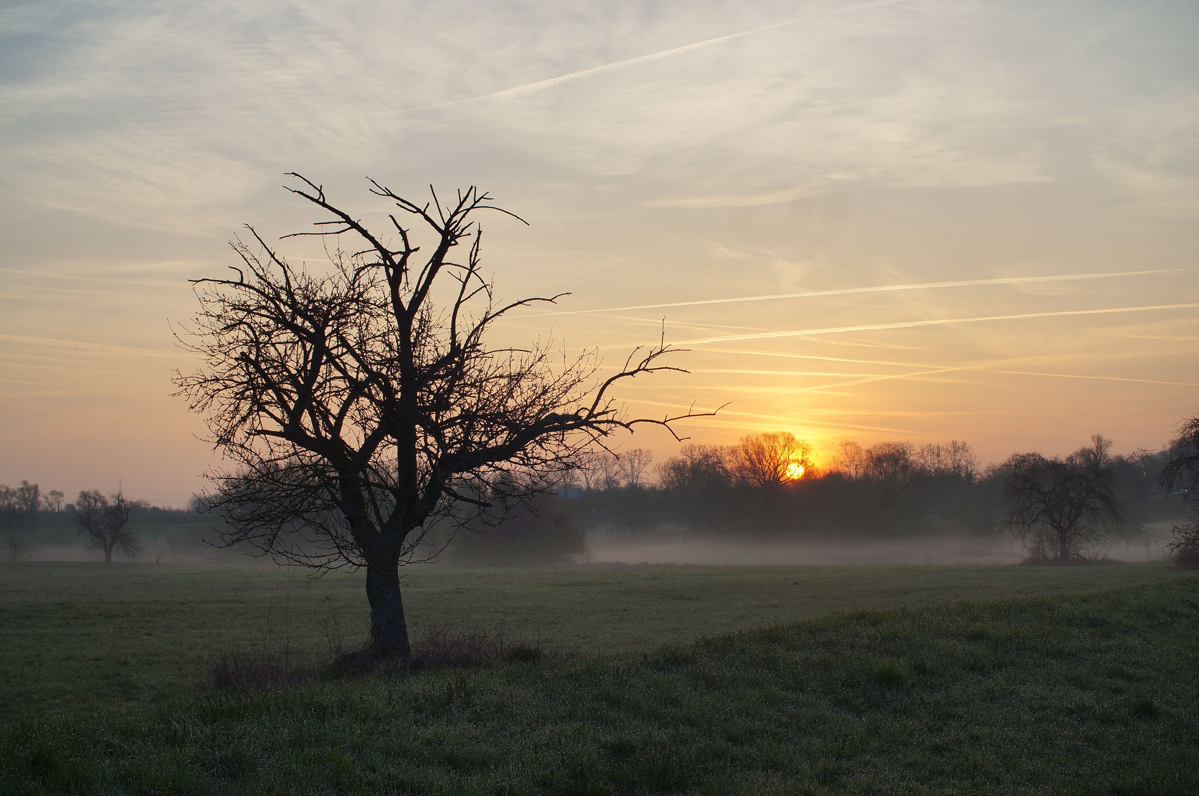 Bodennebel bei Sonnenaufgang im Naturschutzgebiet Hochholz-Kapellenbruch (NSG 2.143)