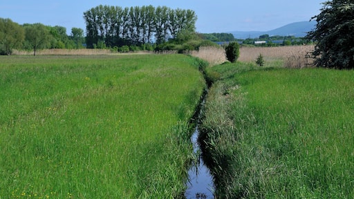 Wassergraben mit Schilf im Naturschutzgebiet Hochholz-Kapellenbruch