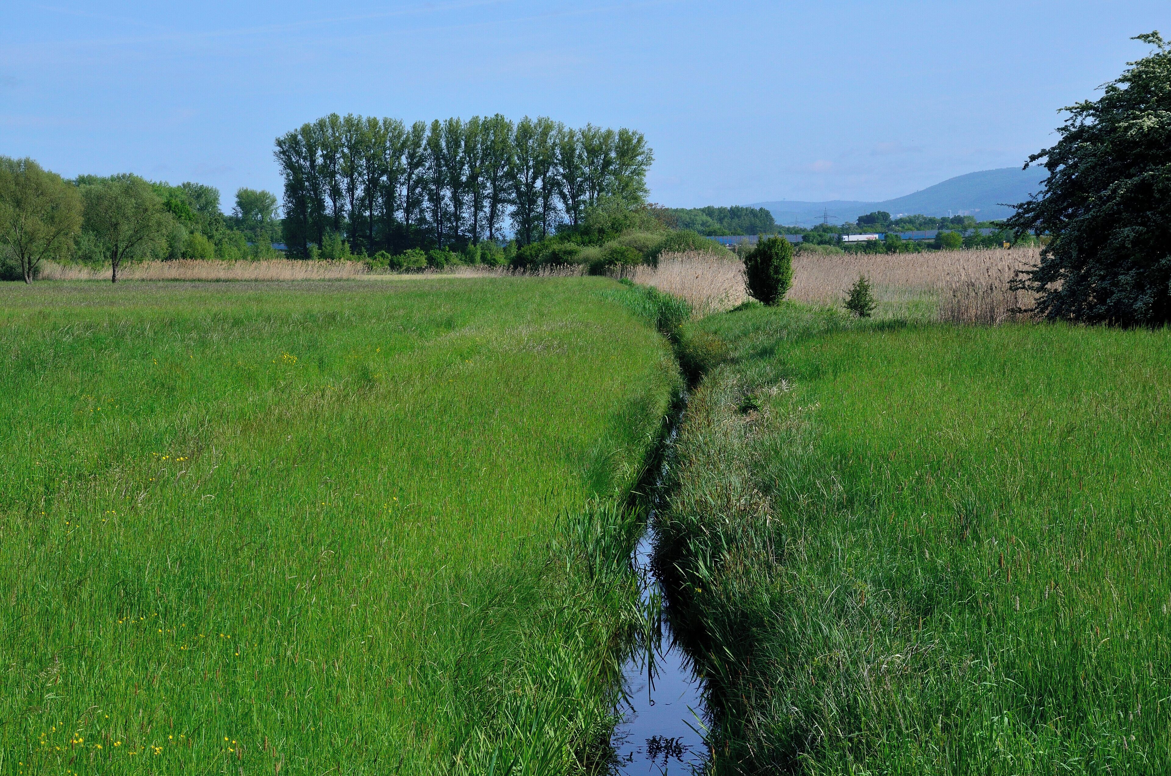 A narrow water channel in a lush green field with trees in the background.