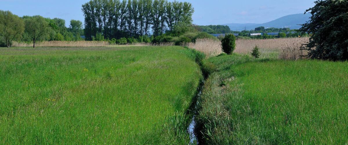 A narrow water channel in a lush green field with trees in the background.