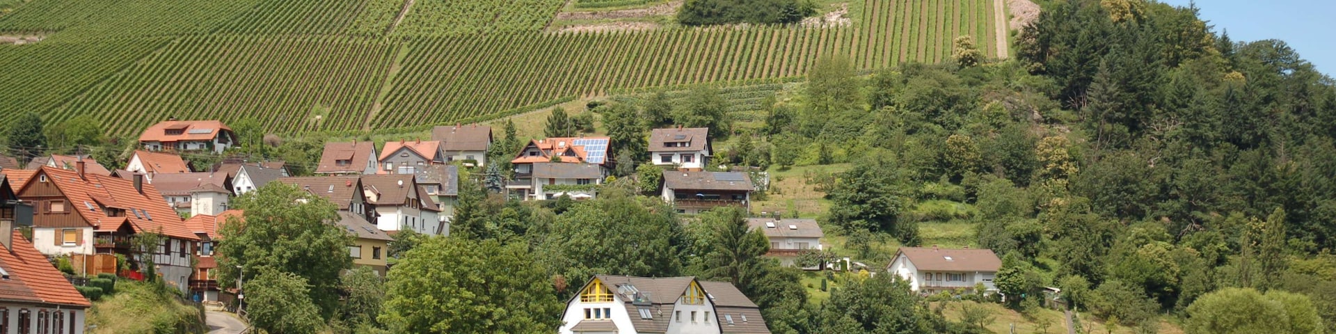 Viñedo en una ladera con hileras de vid, un castillo en la cima y un río en primer plano.