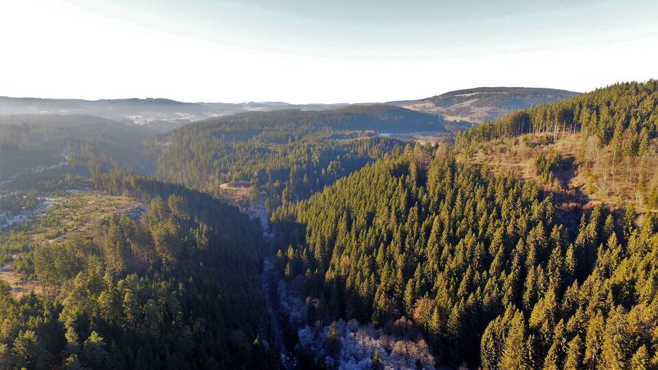 A forested valley with dense tree coverage and distant hills.