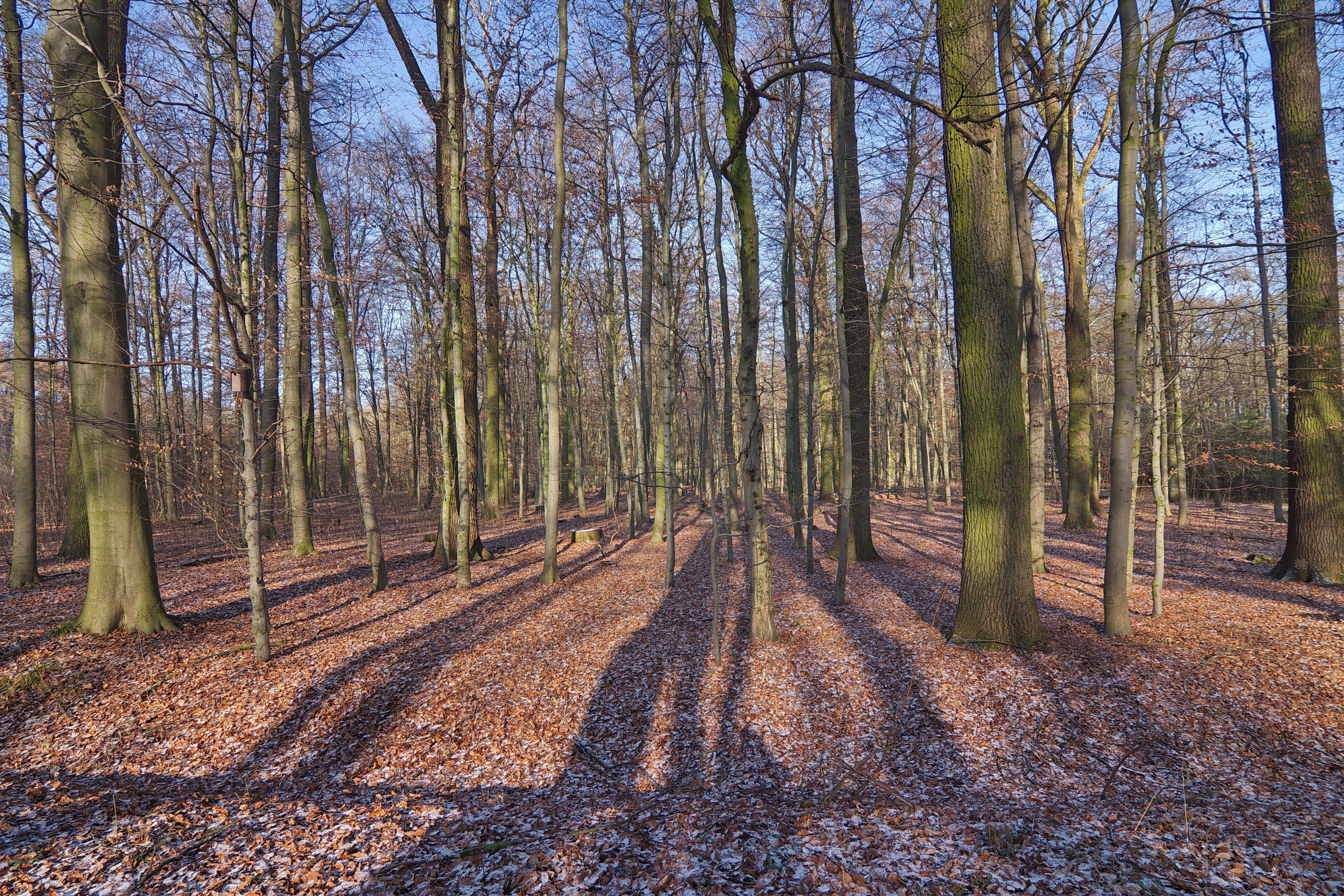 A forest with tall trees and a path covered in fallen leaves.