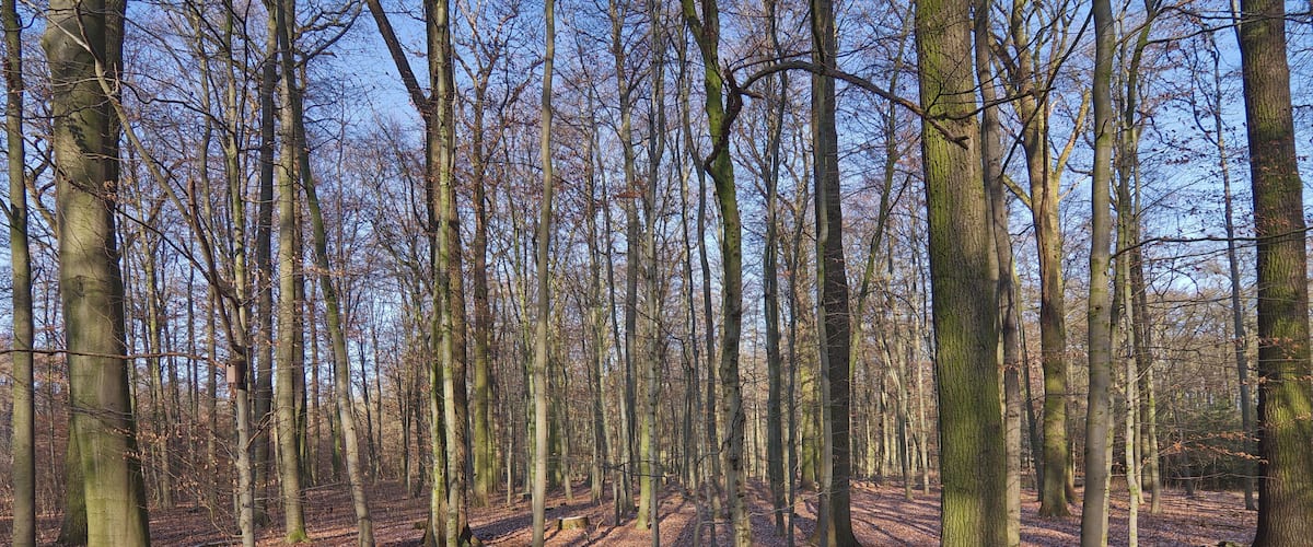 A forest with tall trees and a path covered in fallen leaves.
