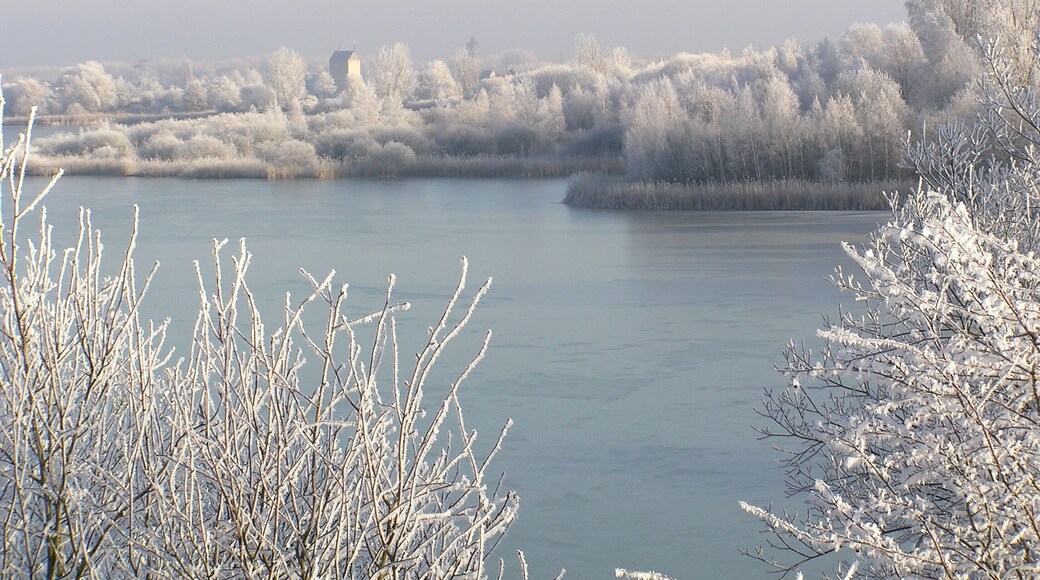 Rauhreif am Auflandeteich
