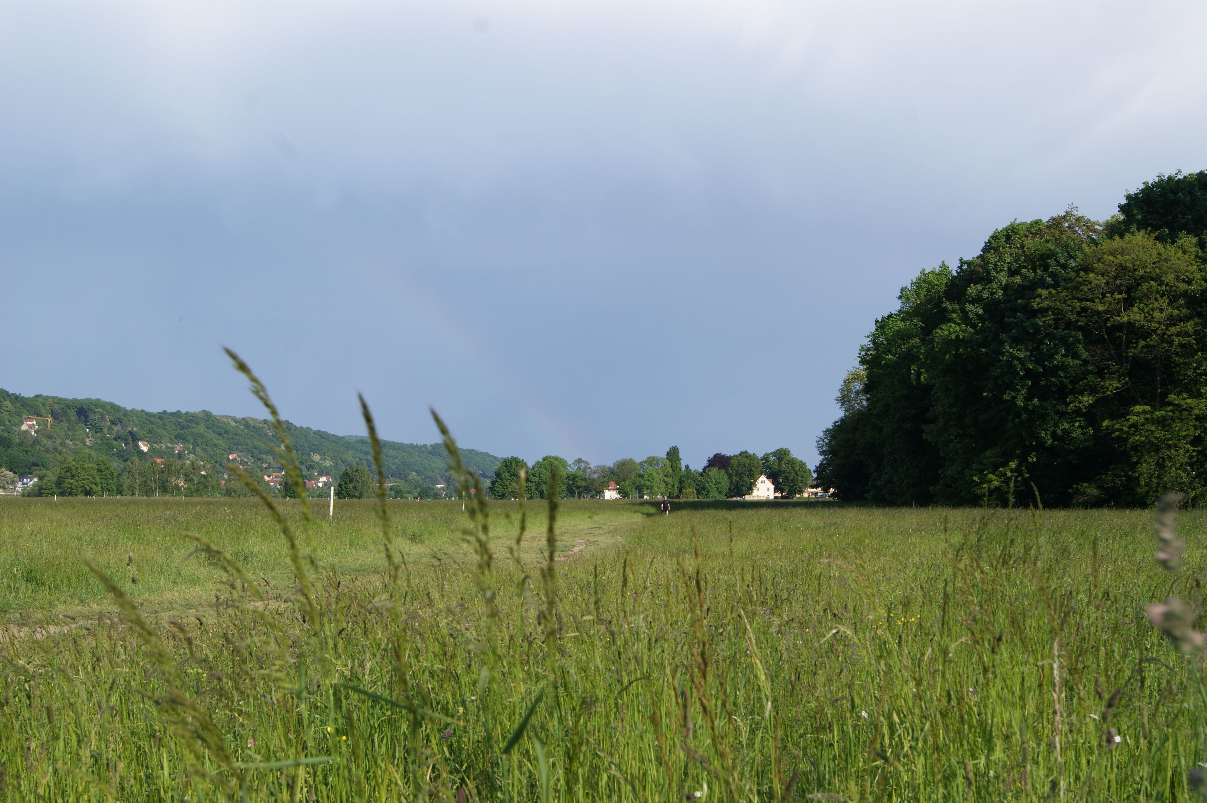 (ehemaliges?) Naturdenkmal 18 Elbwiese in Dresden-Alttolkewitz