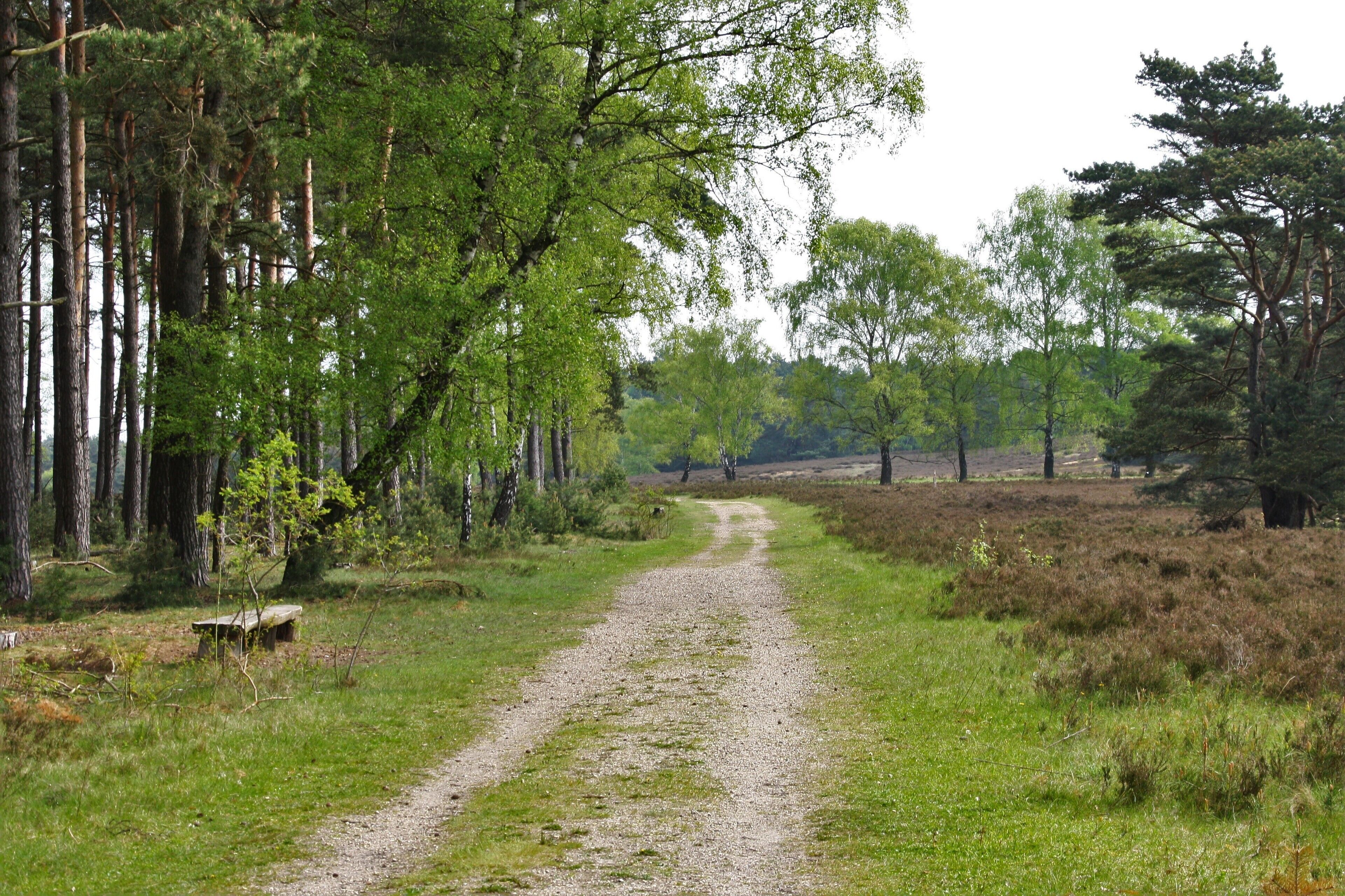 Weg im Naturschutzgebiet „Fischbeker Heide“ in Hamburg