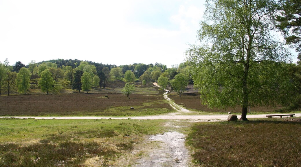 Wege im Naturschutzgebiet „Fischbeker Heide“ in Hamburg