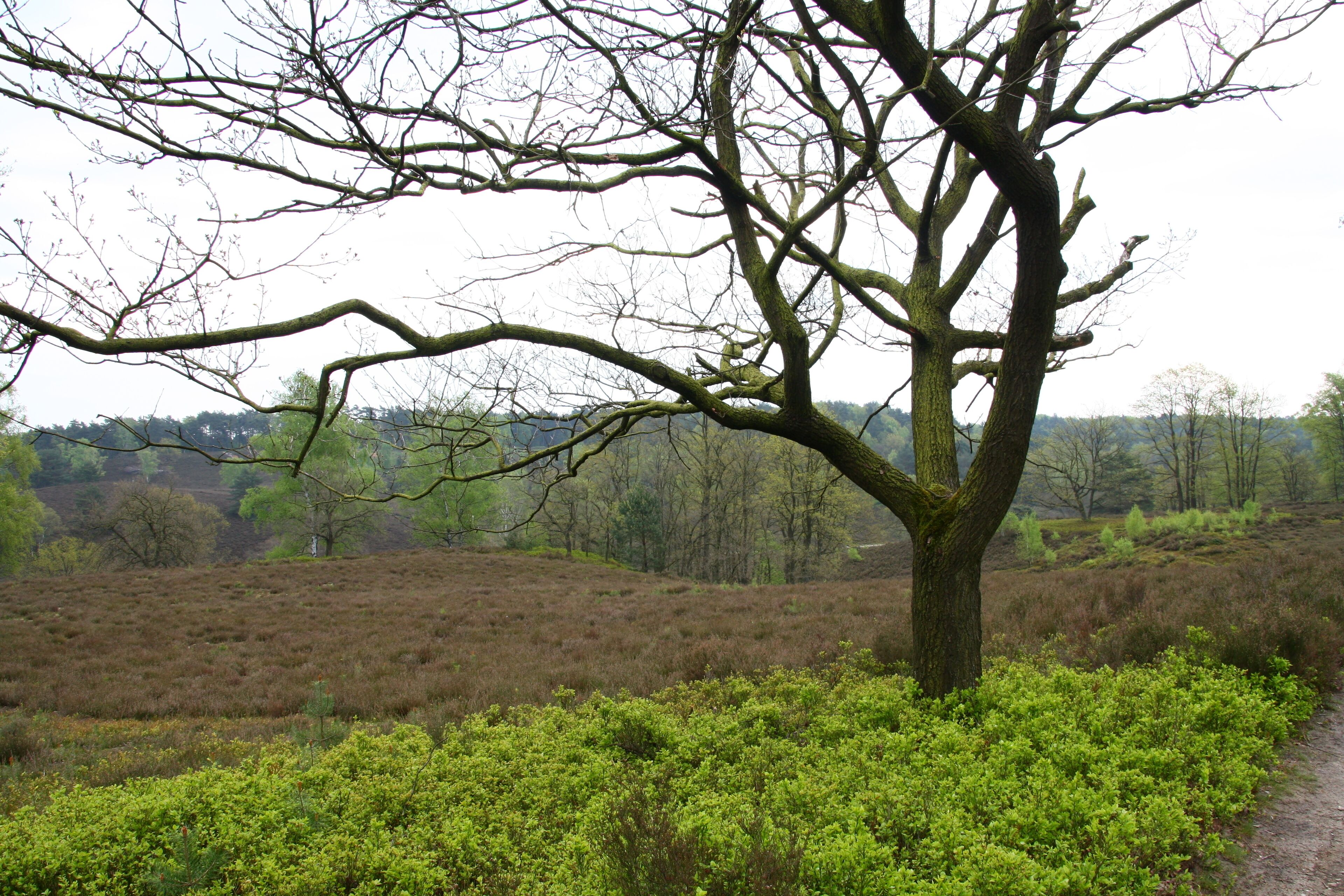 Baum im Naturschutzgebiet „Fischbeker Heide“ in Hamburg