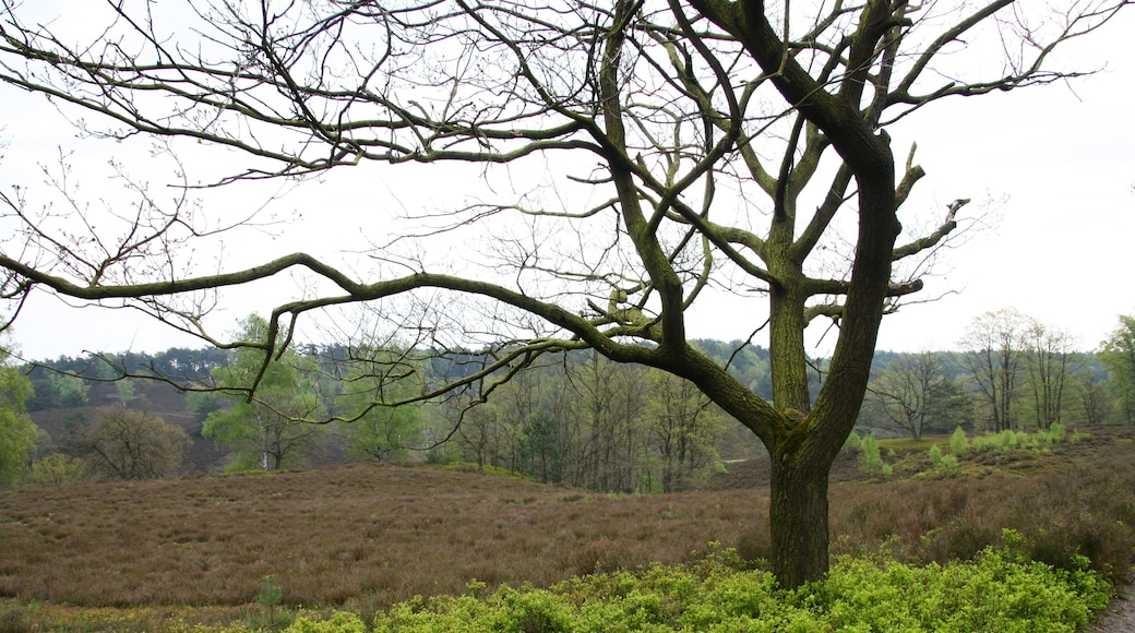 Baum im Naturschutzgebiet „Fischbeker Heide“ in Hamburg