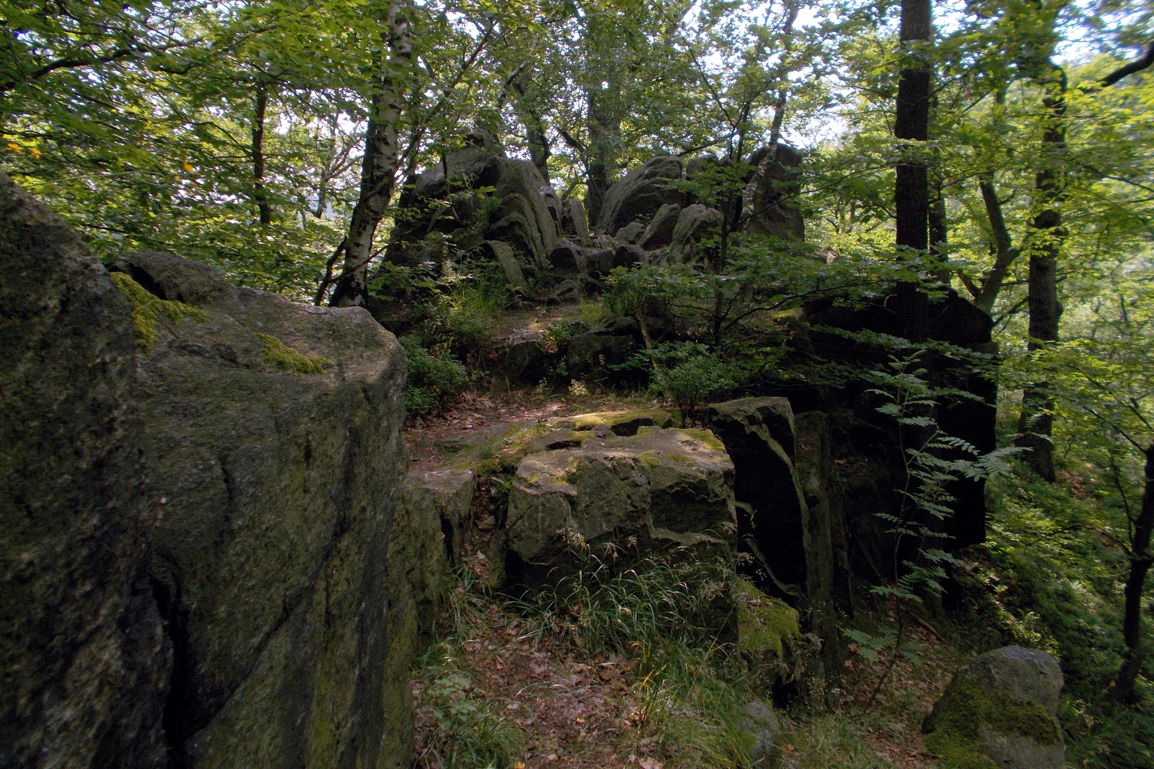 A forest with large rocks and dense foliage.