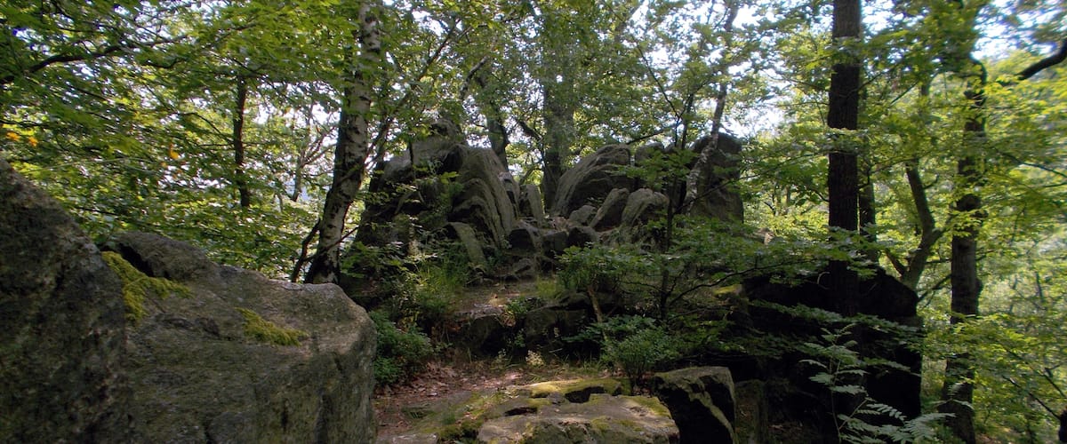 A forest with large rocks and dense foliage.