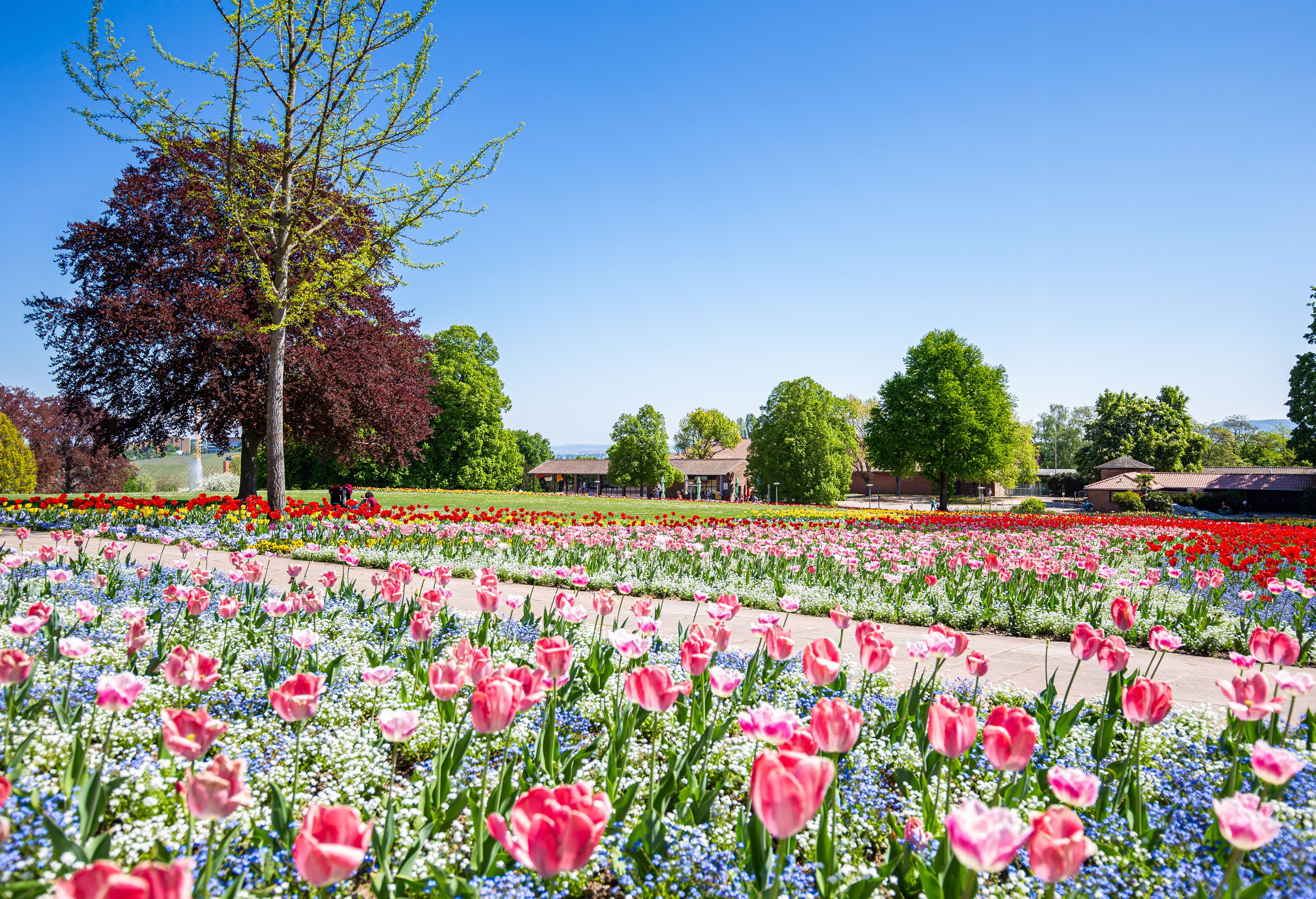 Un parc avec un champ de tulipes roses, un grand arbre et un bâtiment en arrière-plan.