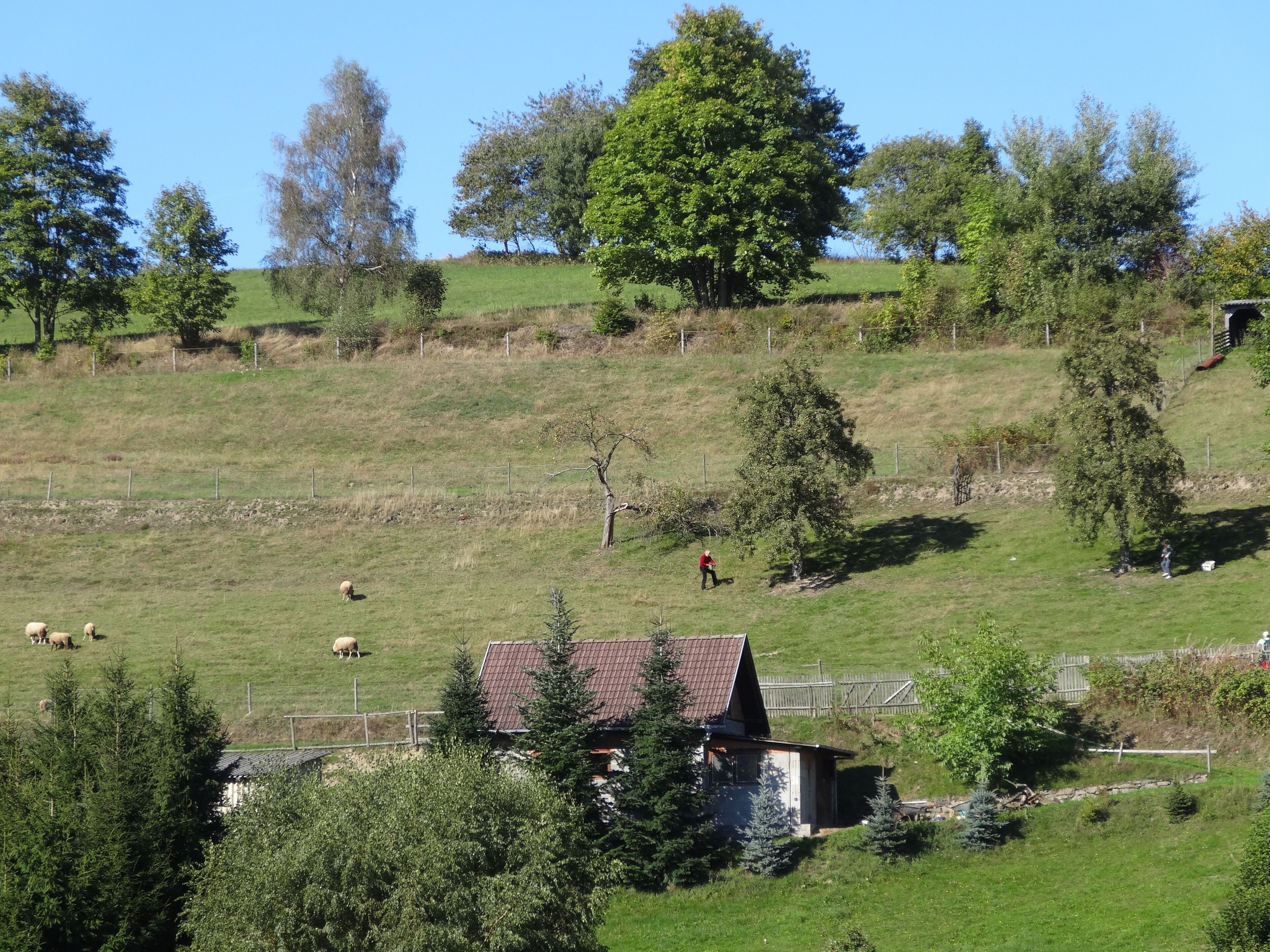 A rural landscape with grazing sheep, a small house, and a large tree.