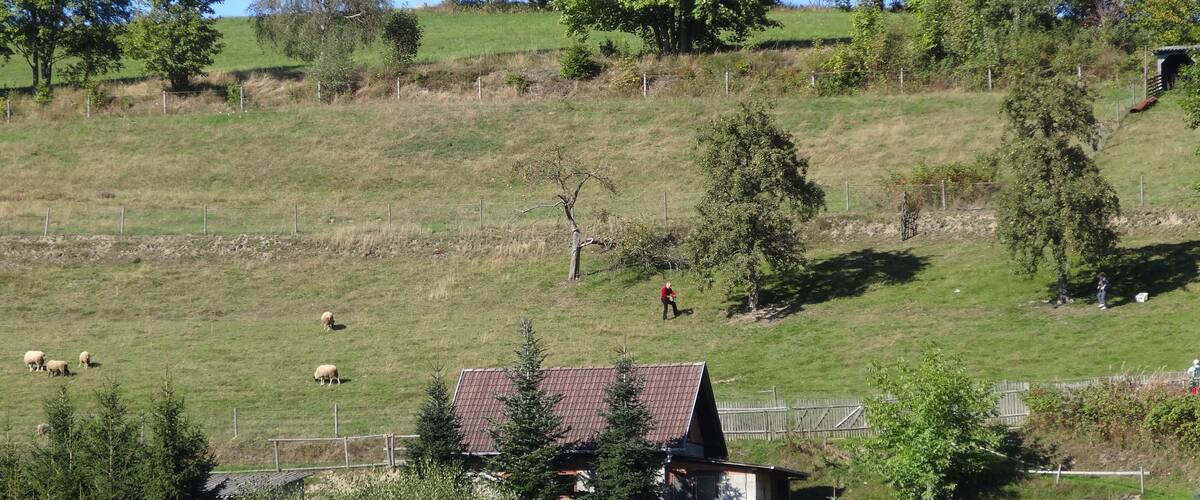 A rural landscape with grazing sheep, a small house, and a large tree.