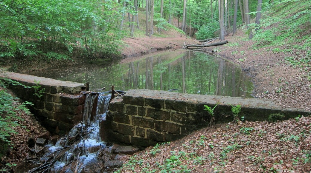 Oberer Teich der Fischmannsteiche des Eisenbornbaches in der Dresdner Heide.