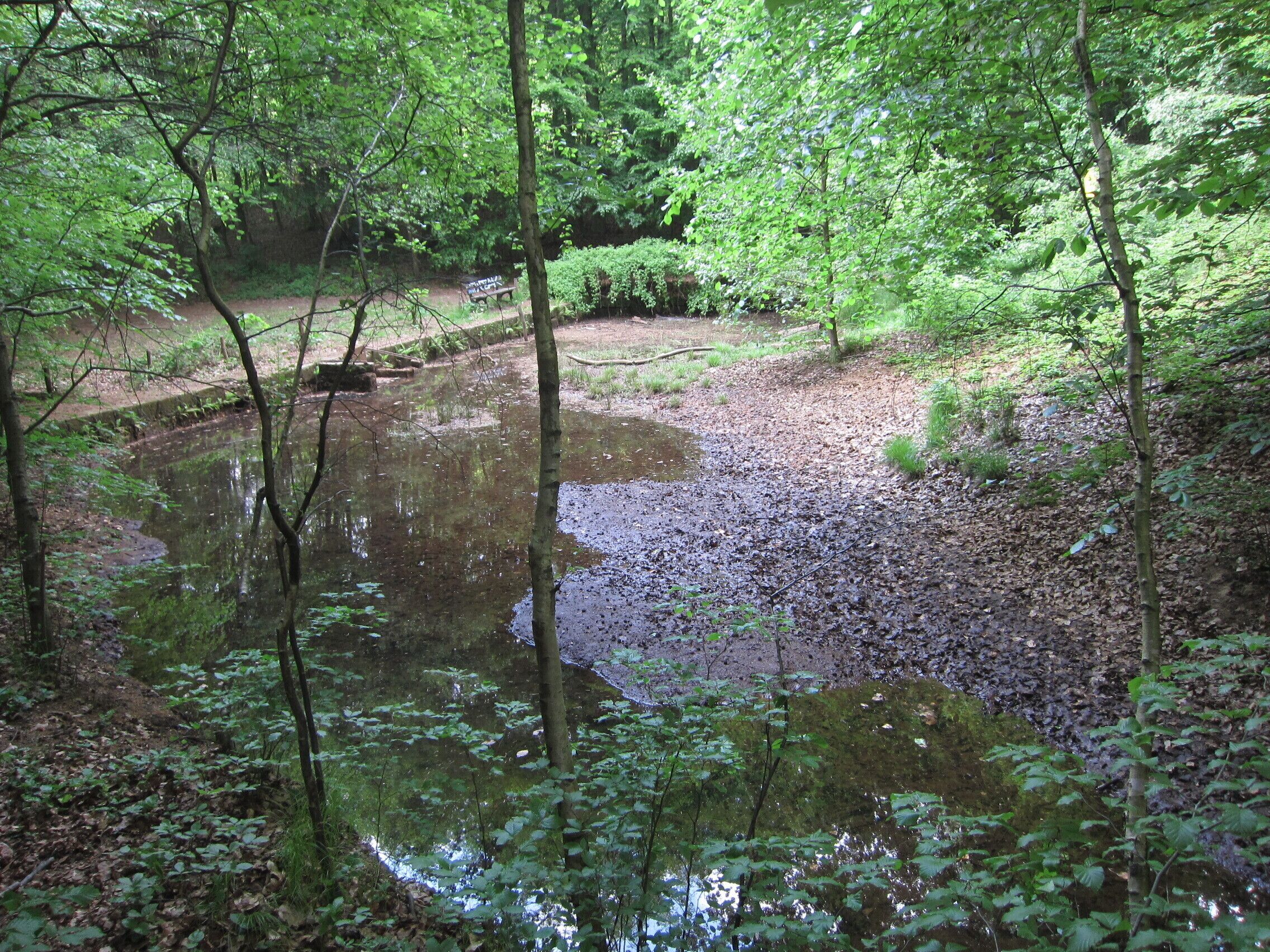 Mitterer Teich der Fischmannsteiche des de:Eisenbornbaches in der Dresdner Heide.