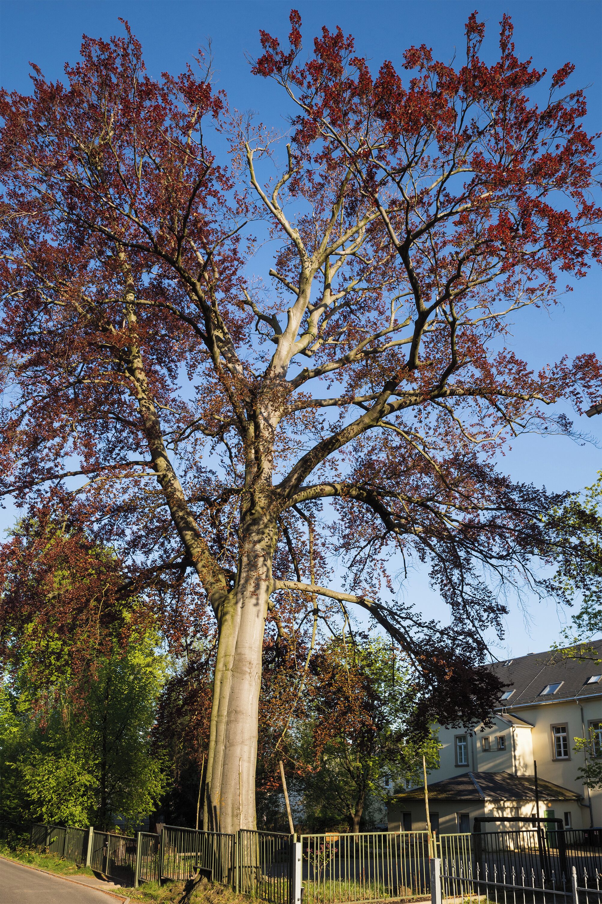 Copper beech (Fagus sylvatica f. purpurea), natural monument in Freiberg (Saxony)