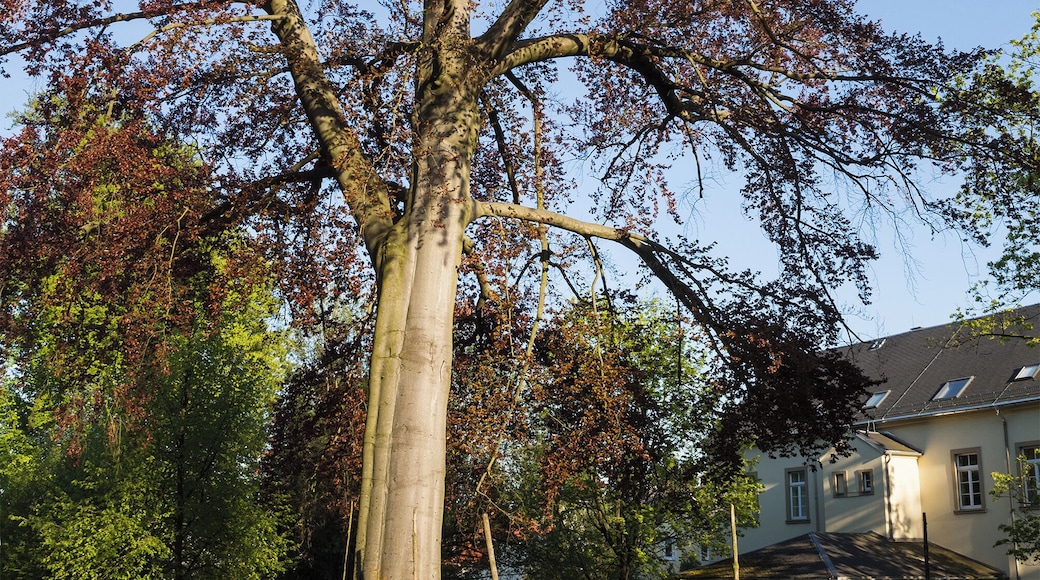 Copper beech (Fagus sylvatica f. purpurea), natural monument in Freiberg (Saxony)