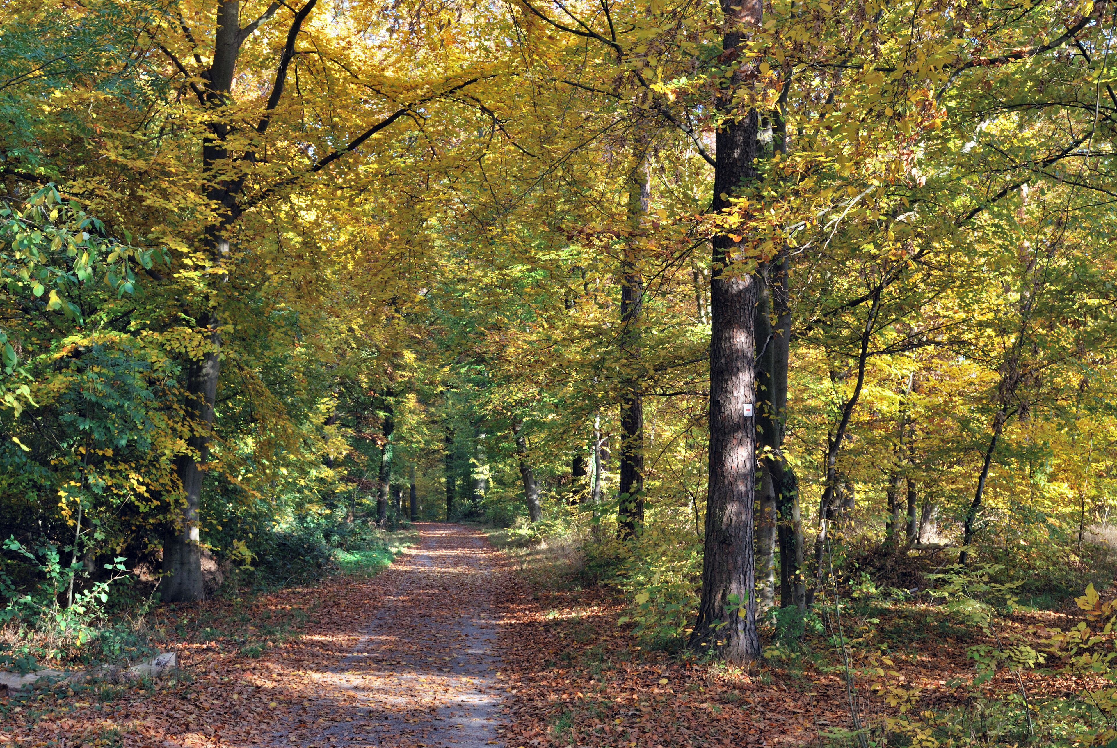 Forest path in the fall, Greutterwald near Stuttgart in Germany.