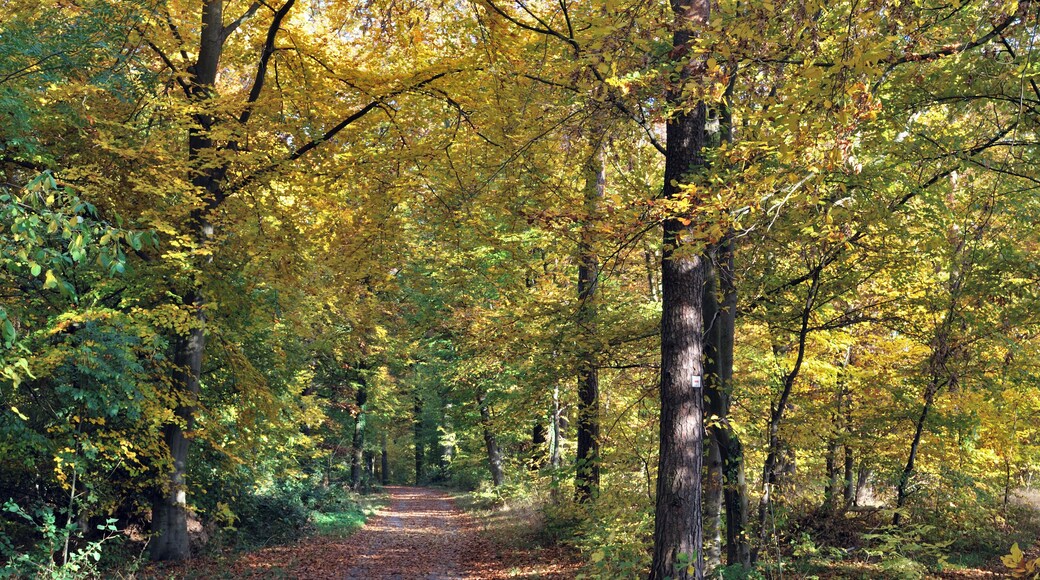 Forest path in the fall, Greutterwald near Stuttgart in Germany.