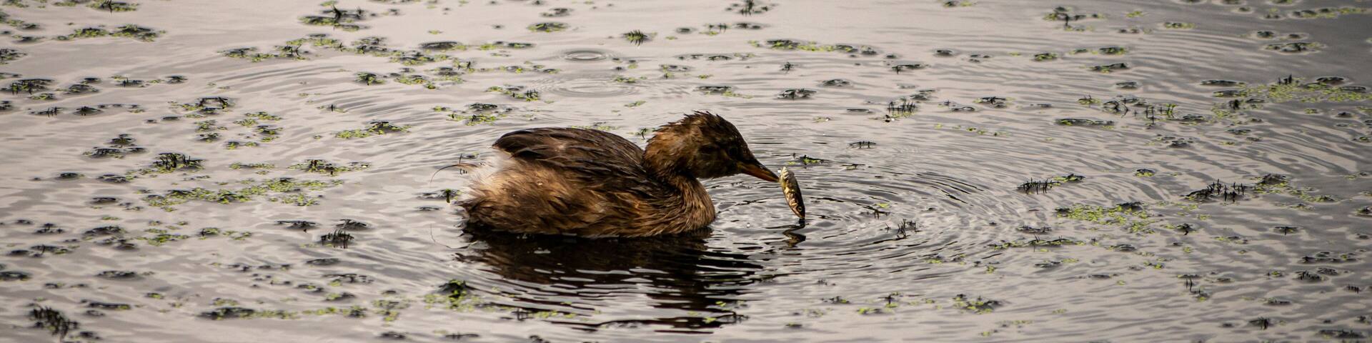 Little grebe enjoying its breakfast. There are a lot of bird hides you can use for free all over the sanctuary.