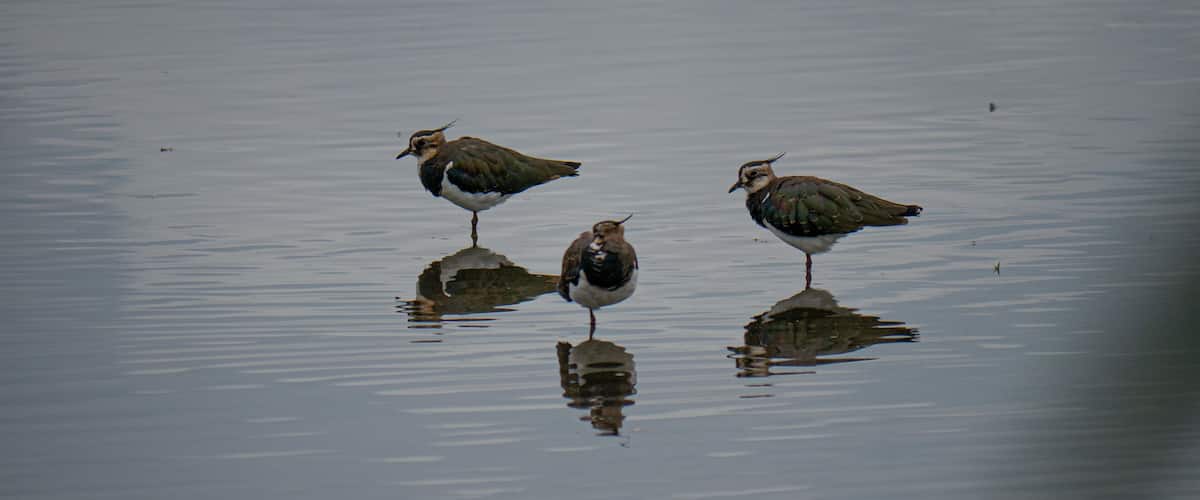 You can find about 100 Lapwings at the biggest pond of the Rieselfelder in Münster. There are a bunch of hides that you can use for free all over the sanctuary.