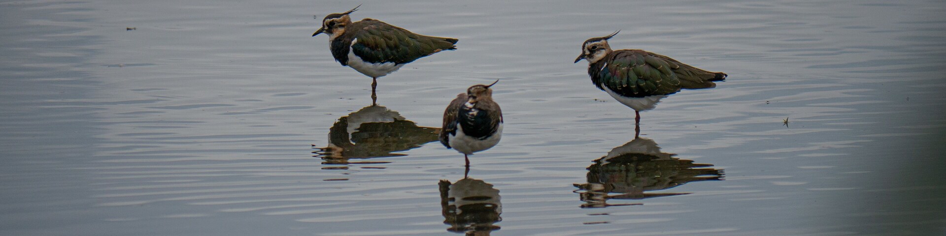 You can find about 100 Lapwings at the biggest pond of the Rieselfelder in Münster. There are a bunch of hides that you can use for free all over the sanctuary.