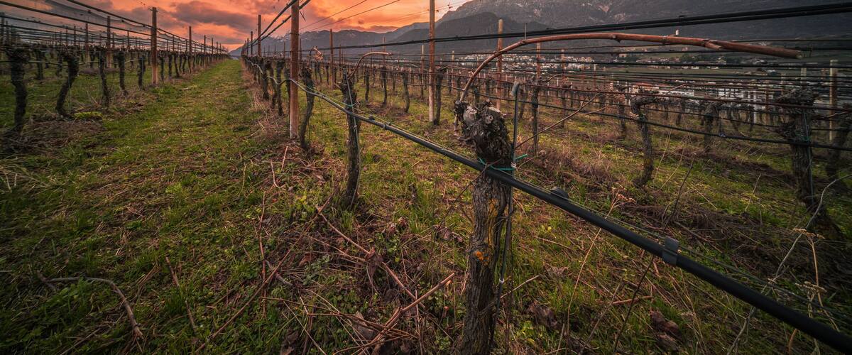 Beautiful colorful sunset in the vineyards of South Tyrol.