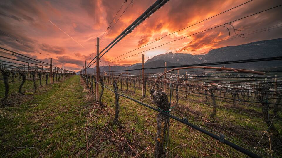 Beautiful colorful sunset in the vineyards of South Tyrol.