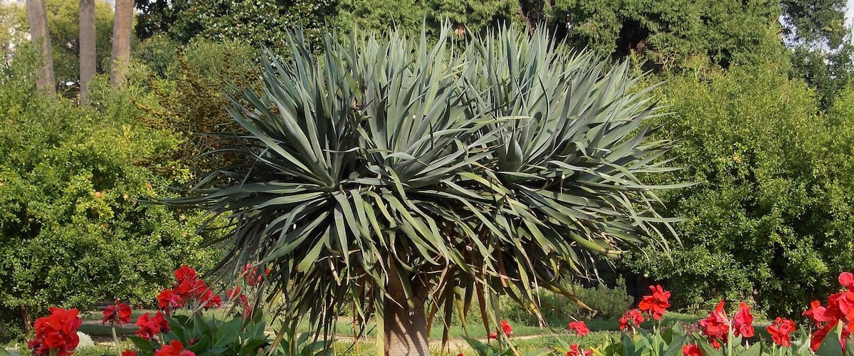 Dracaena draco al Palazzo del Principe, Genova