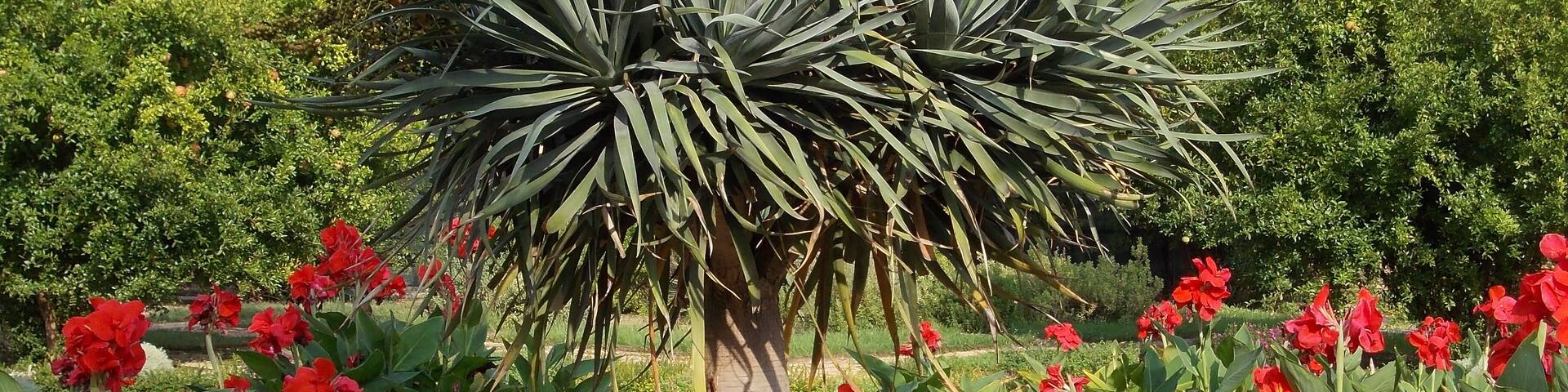 Dracaena draco al Palazzo del Principe, Genova