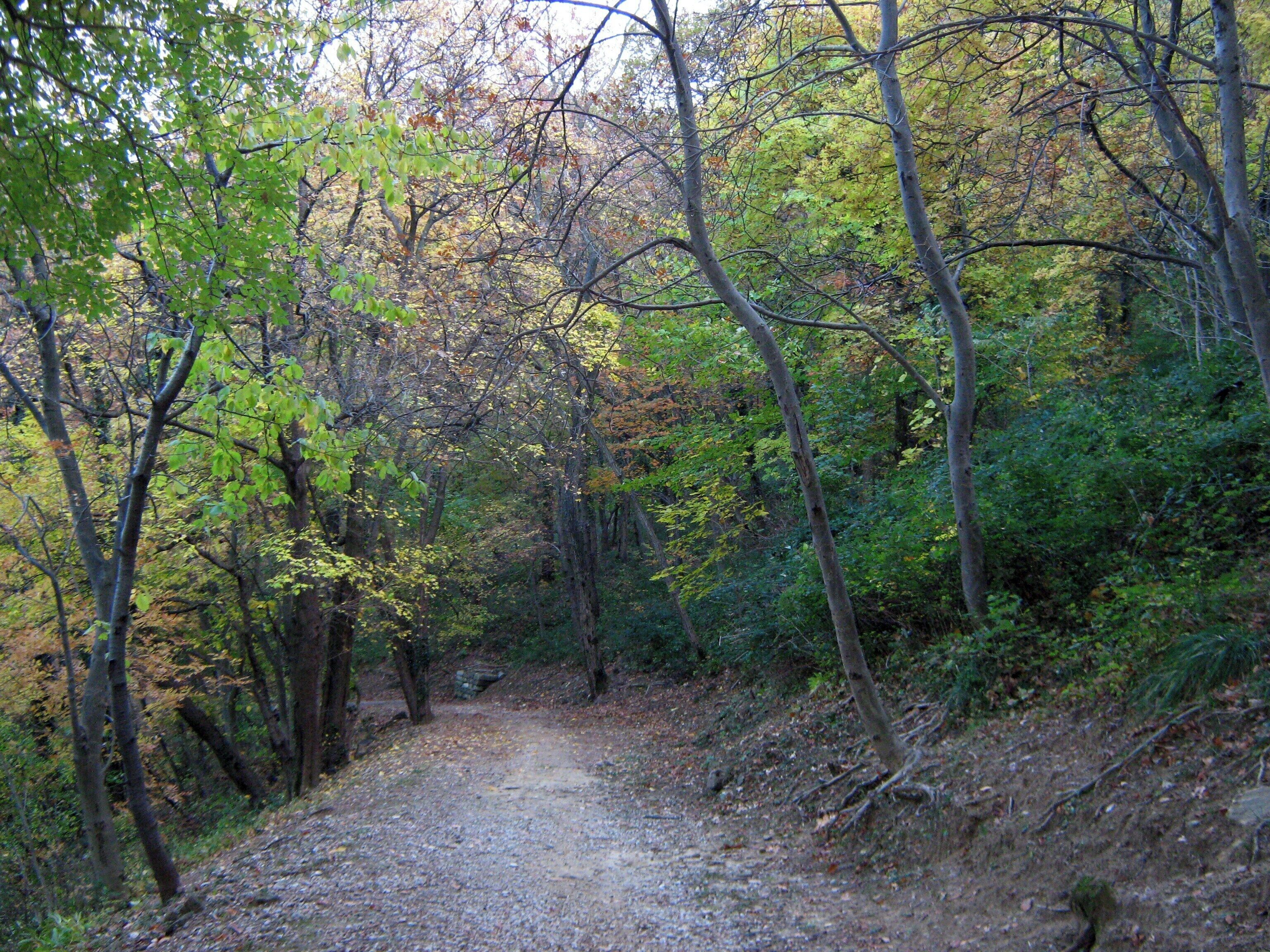 sentiero nel Parco Cittadino,Bosco Farnetto