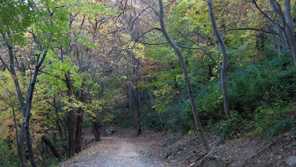 sentiero nel Parco Cittadino,Bosco Farnetto