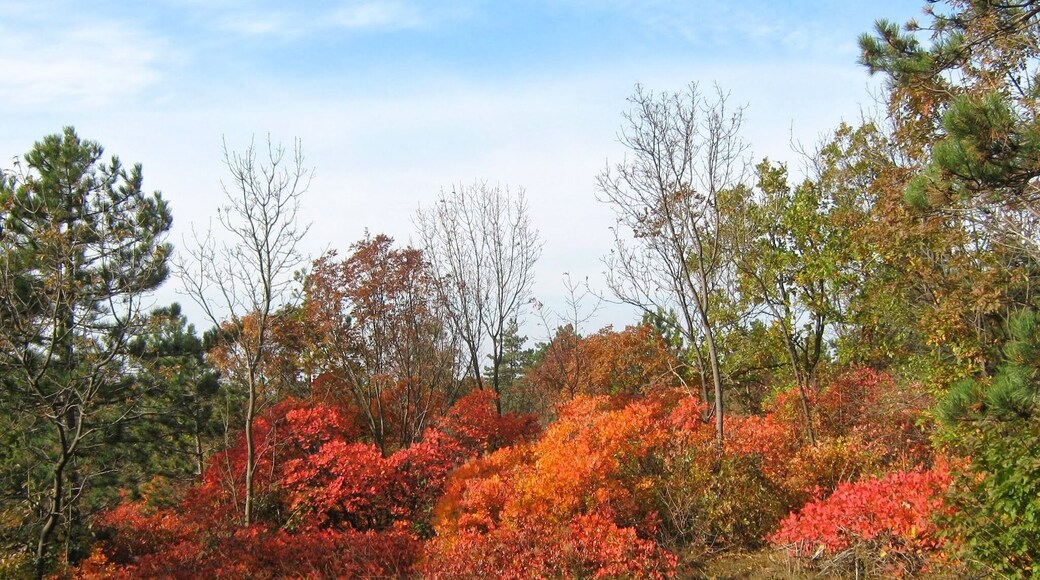 Riserva Naturale della Val Rosandra, Basovizza, Monte Concusso