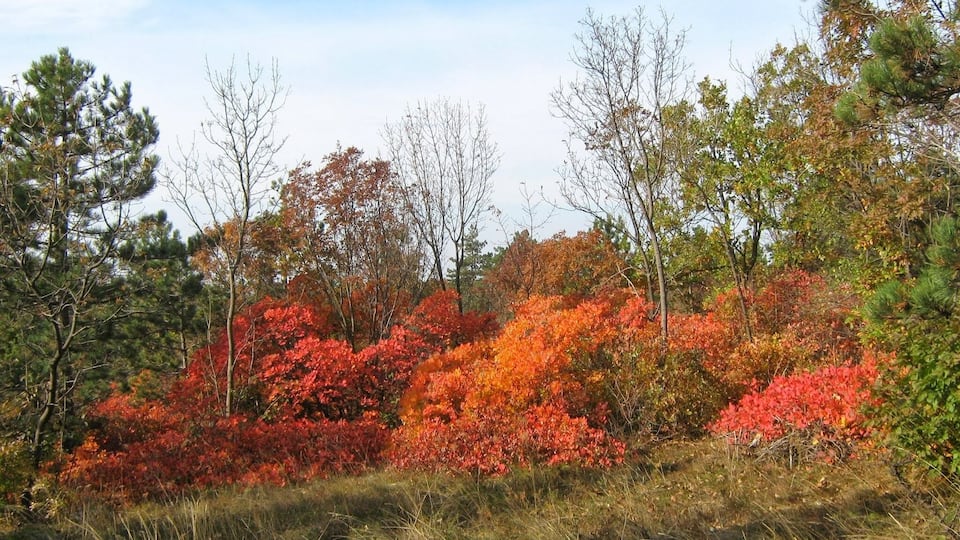 Riserva Naturale della Val Rosandra, Basovizza, Monte Concusso