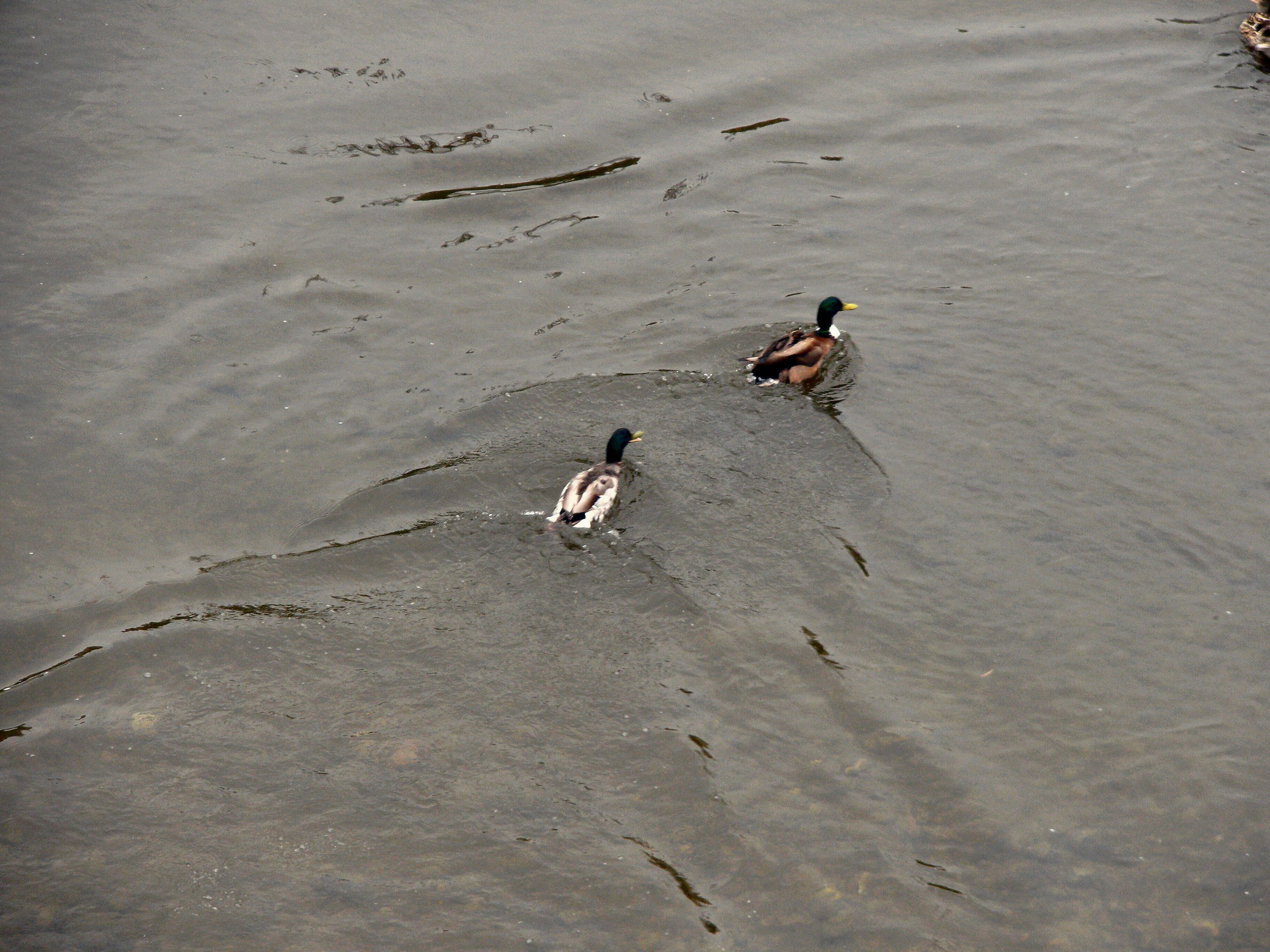 Genoa (Italy), mallards in the river Polcevera