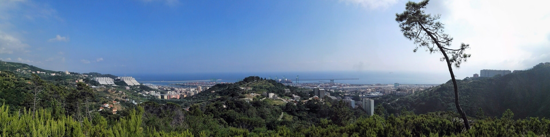 A coastal cityscape with a prominent bridge, dense greenery, and a clear blue sky.