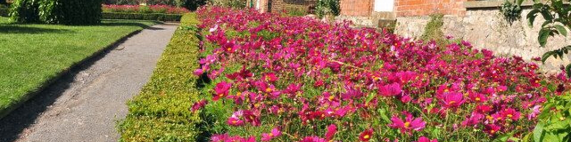 A profusion of Cosmos, St Fagans castle - Cardiff