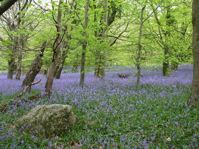 Wenallt bluebells Bluebells are abundant during May in the Wenallt Woods