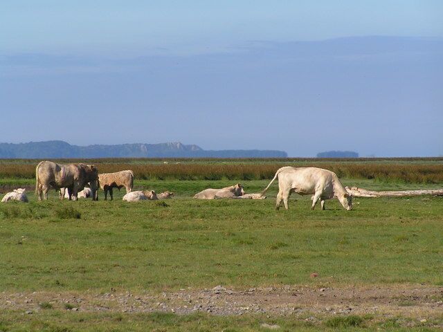 Cattle grazing on Afon Llwchwr Estuary near Gowerton